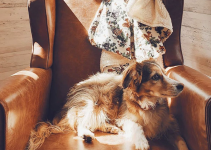 A Importância dos Animais no Desenvolvimento de Bebês e Crianças: Confira os 5 benefícios selecionados pela Dona Raposa