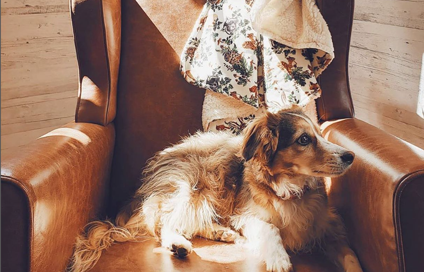 A Importância dos Animais no Desenvolvimento de Bebês e Crianças: Confira os 5 benefícios selecionados pela Dona Raposa